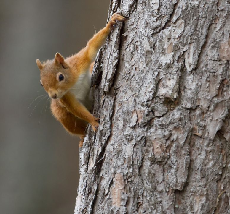 Red squirrel clinging to tree
