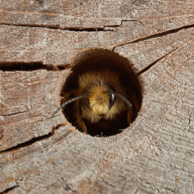 How we can help solitary bees