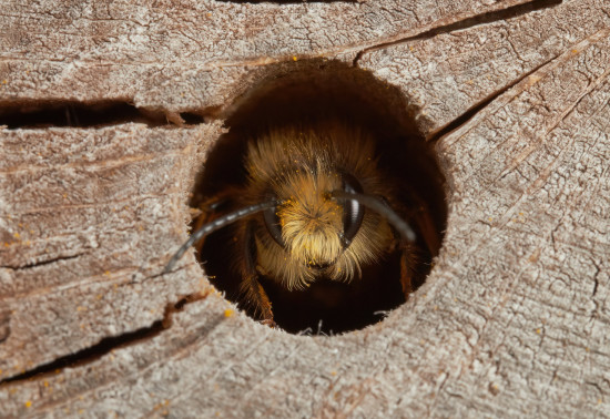 How we can help solitary bees