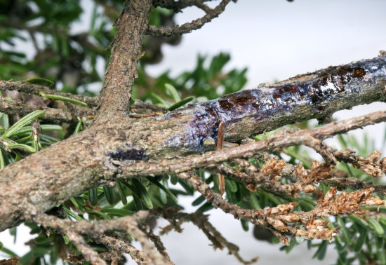 A tree infected by a disease causing bark to fall off