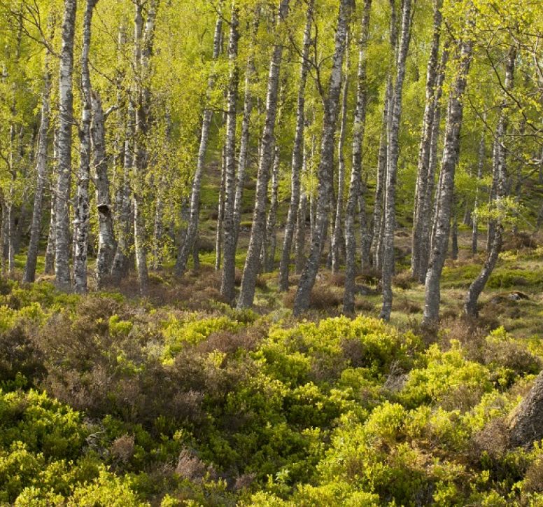 Natural forest of birch trees with bright green undergrowth