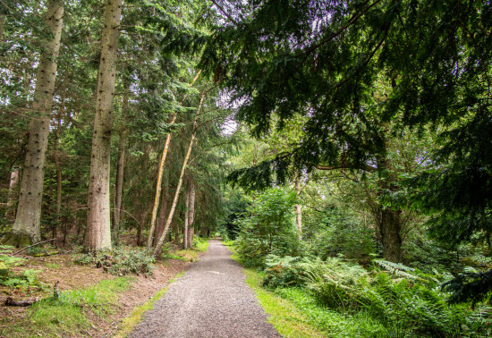 Path through Callendar Wood - Part of the John Muir Way