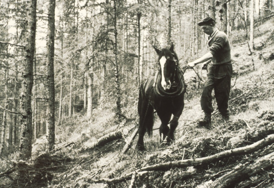 Horse extracting cut timber