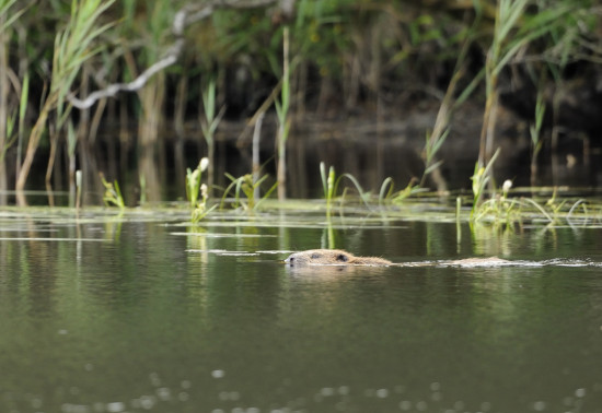 Beaver swimming in loch