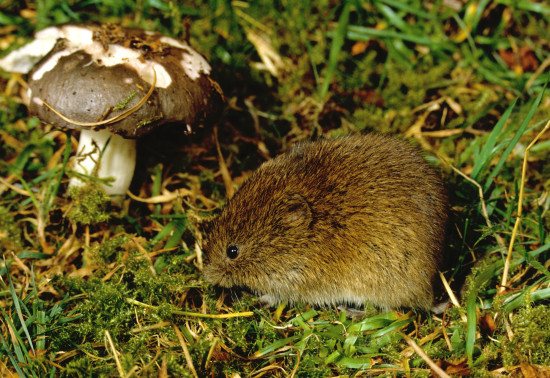 Field voles: the Cairngorms' most important mammal?