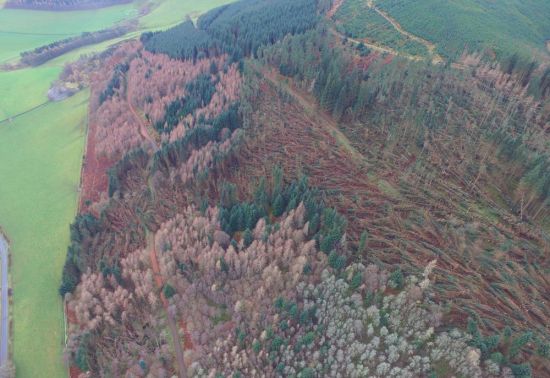 Aerial view of conifer forest with many trees blown over