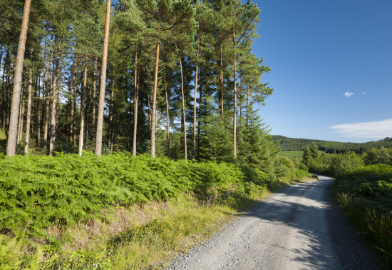 Gravel road through a forest