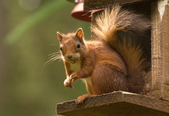 Red squirrel climbing a tree trunk