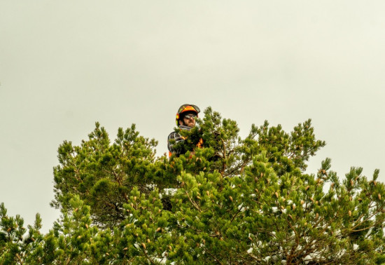 A man in safety gear picking cones in a tree