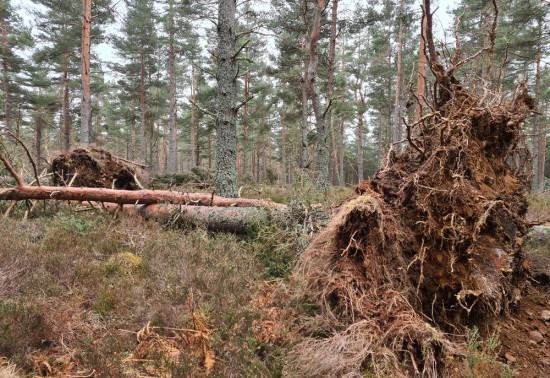Wind blow and deadwood in forests can be a force for good