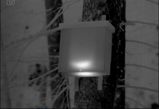 A black and white image of a wooden box in trees with a light in the box