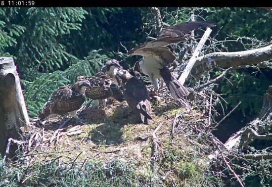 Five ospreys in a nest together 