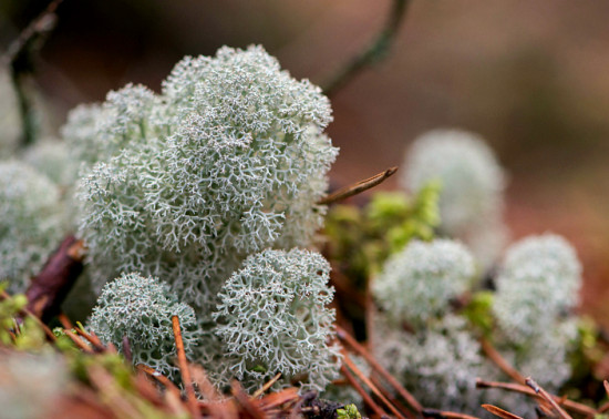 Close up of green and grey lichen growing in clusters from the forest floor