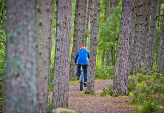 A man in a blue jacket cycling in a pine forest 