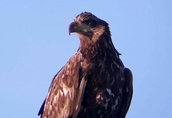Close up of large brown bird of prey with curved beak and blue sky beyond