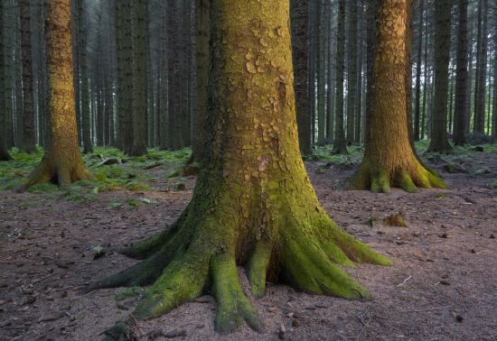 Large Sitka spruce tree trunks