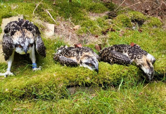 Three osprey chicks with new tags