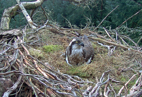 Female osprey on a nest