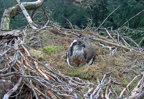 Female osprey on a nest