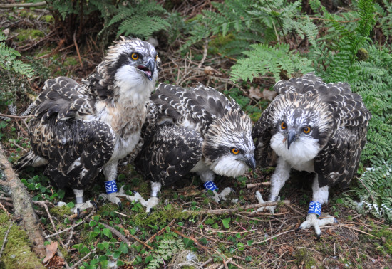 Three juvenile osprey chicks with leg tags