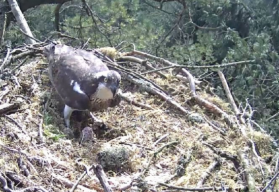 An osprey in a nest over its eggs