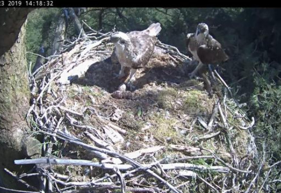 Two osprey in a nest with eggs