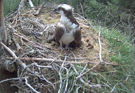 Osprey guarding nest