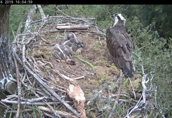 Osprey family in a nest