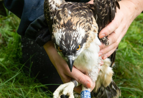 An osprey held in place by a handler