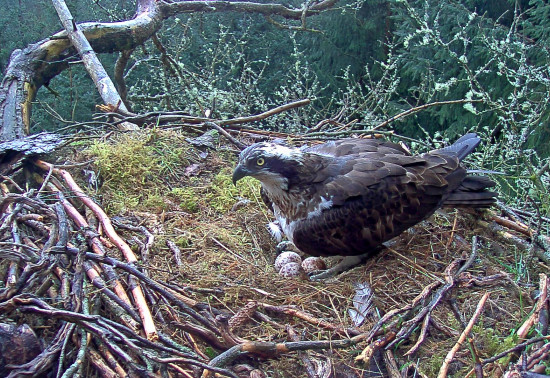 Osprey in nest with 3 eggs