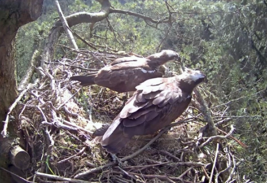Two ospreys standing in a nest together