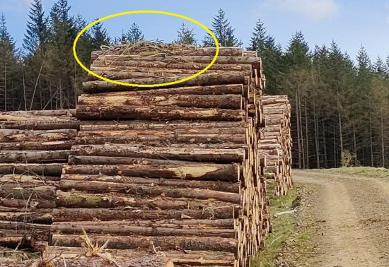 Nest on top of timber stack