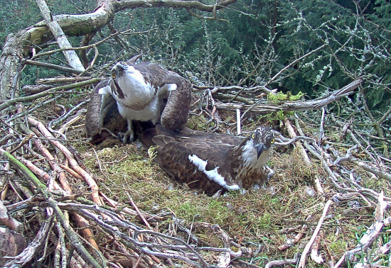 Two ospreys looking up from nest