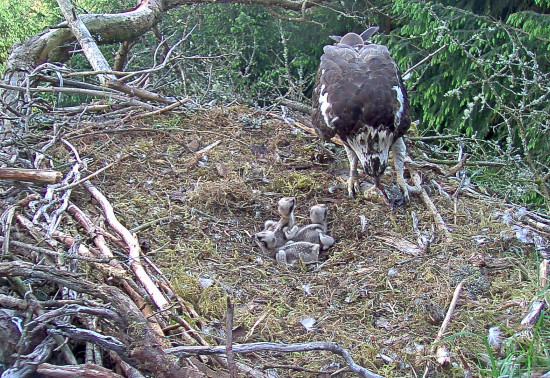 Osprey family in nest