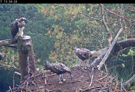 An osprey looks down upon two other osprey in a nest