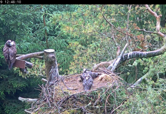 Chaffinches surround an osprey nest