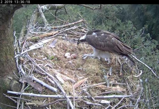 Adult osprey looks at her 3 eggs