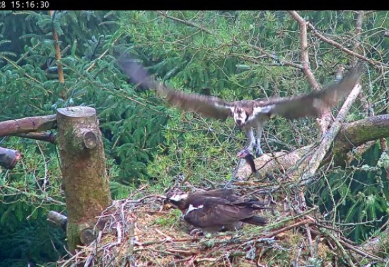 Osprey flying into a nest with a fish