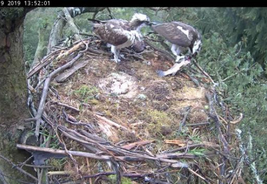 Two ospreys - one with a fish - in a nest