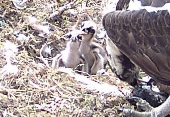 Two osprey chicks