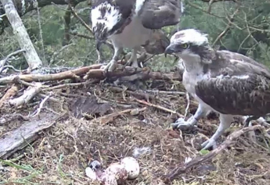 Two adult ospreys watch a chick hatch