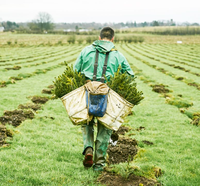A man with a sack of trees planting them in a field