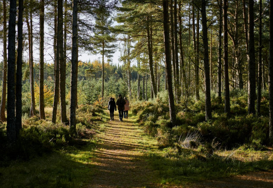 walkers in forest