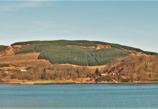 View of forest over loch