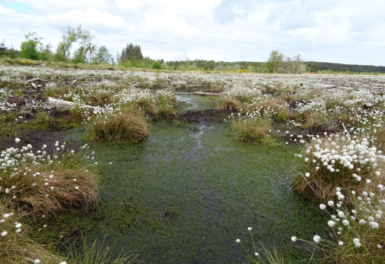 A Scottish bog with white flowers on the banks
