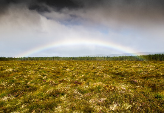 Rainbow over a peat bog