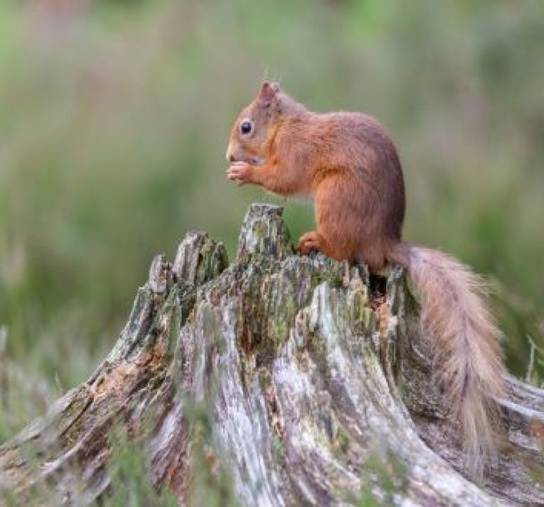 Red squirrel sitting on a stump