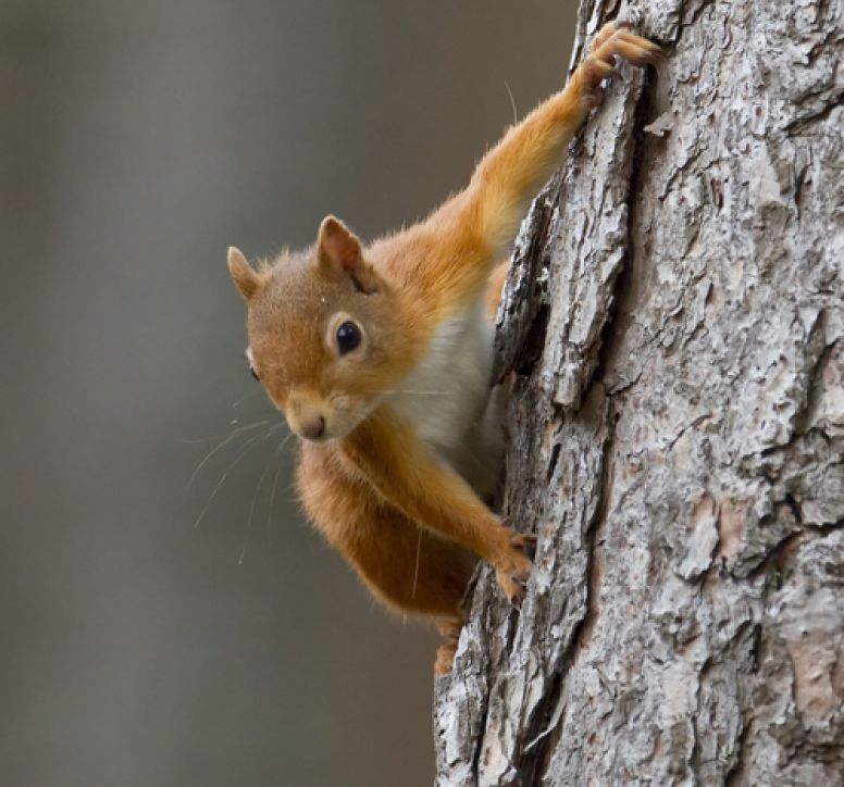 Red squirrel hanging from a tree