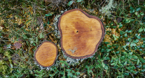Stump of a tree in bracken
