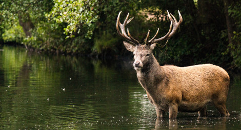 Stag in river in Culloden Wood